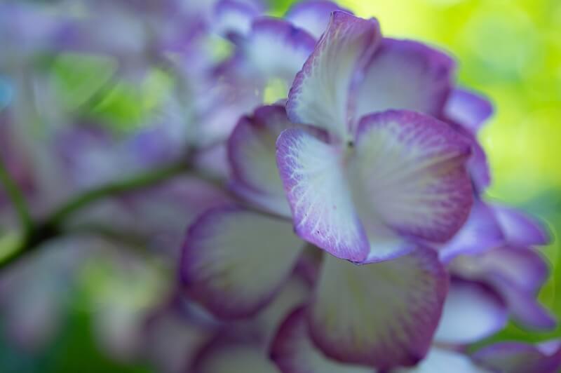 明月院の紫陽花（ほんわか仕上げ）